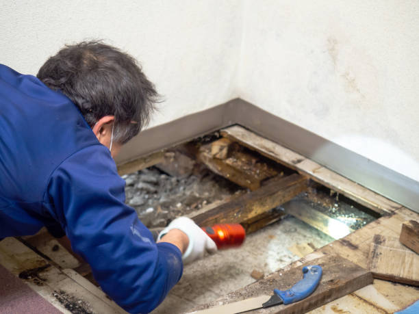  Visalia, CA Mold Removal Pros
