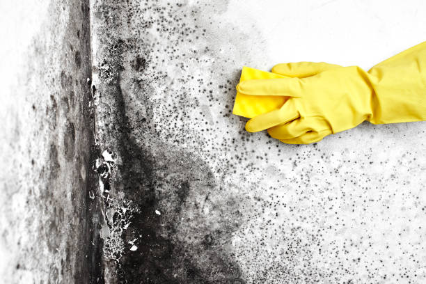 Best Industrial Mold Remediation in Visalia, CA