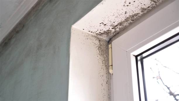 Best Bathroom Mold Remediation in Visalia, CA