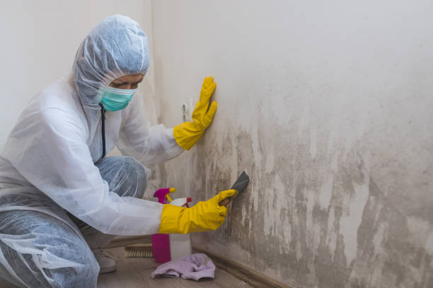 Best Kitchen Mold Remediation in Visalia, CA