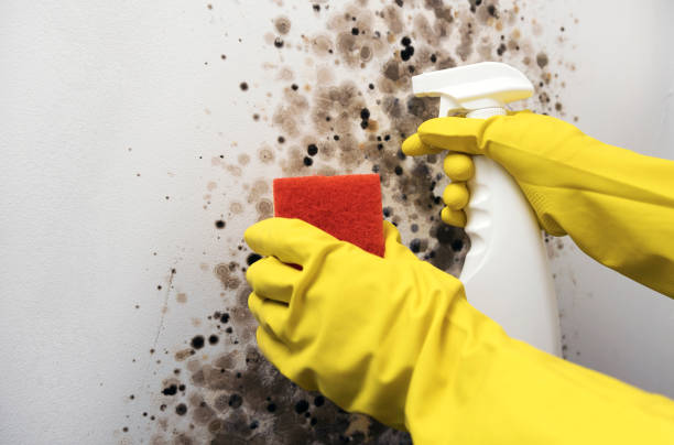 Best Emergency Mold Remediation in Visalia, CA