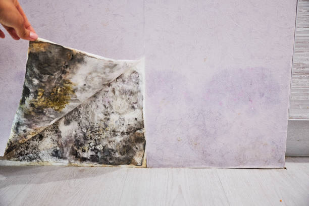 Best Insurance-Related Mold Remediation in Visalia, CA